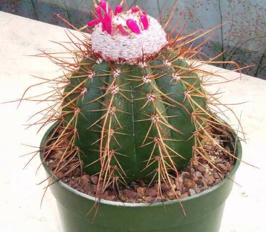 melocactus_morrochapensis